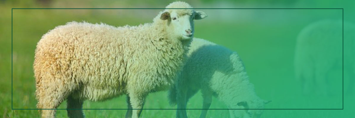 قربانی کردن گوسفند